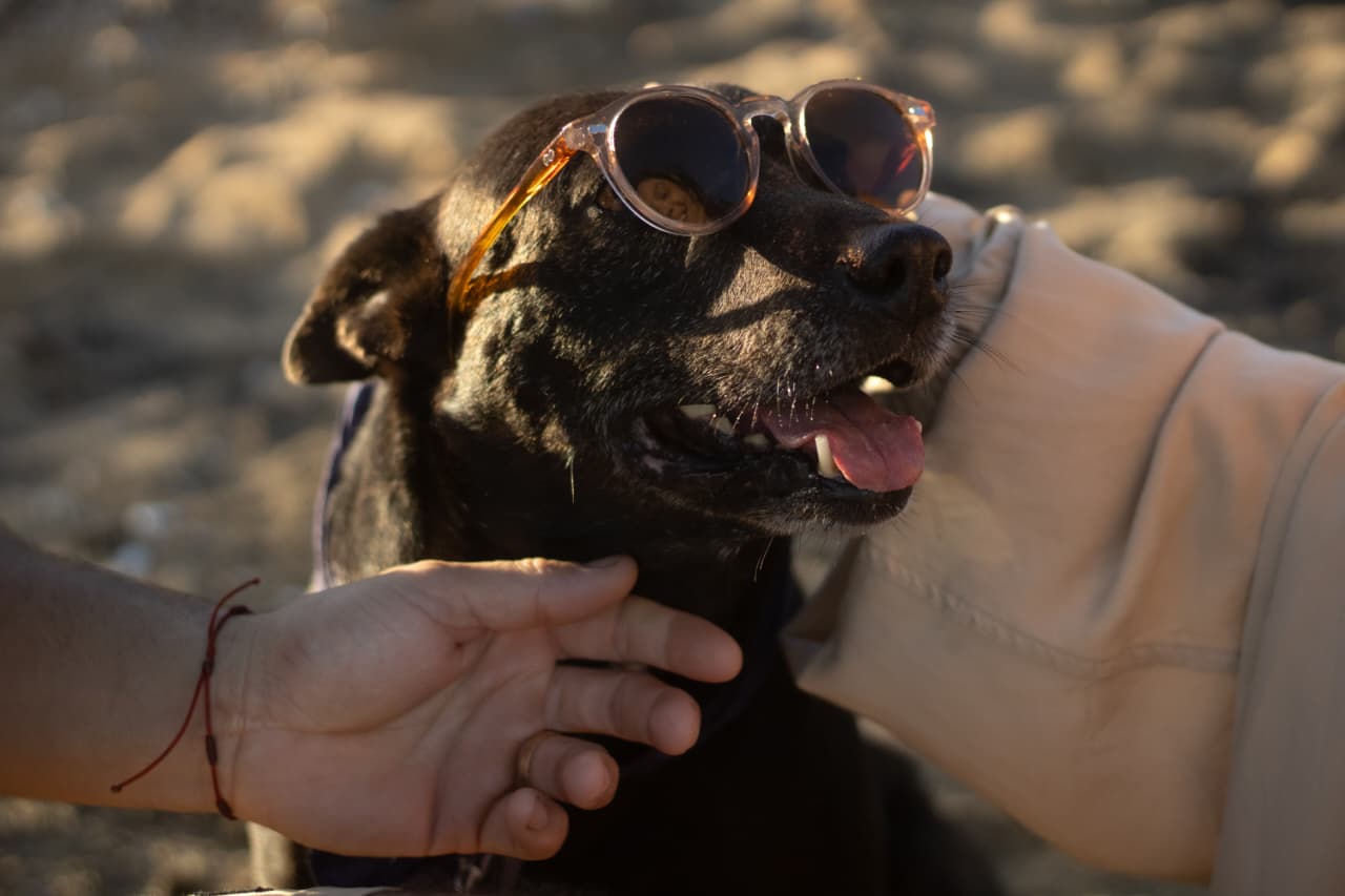 Cachorro de óculos de sol na areia